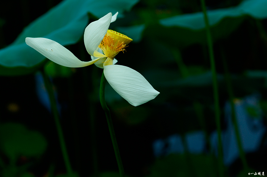 ���������ĵ�