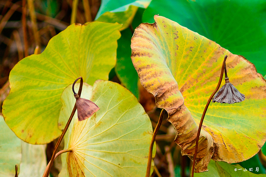 �����ĵ�