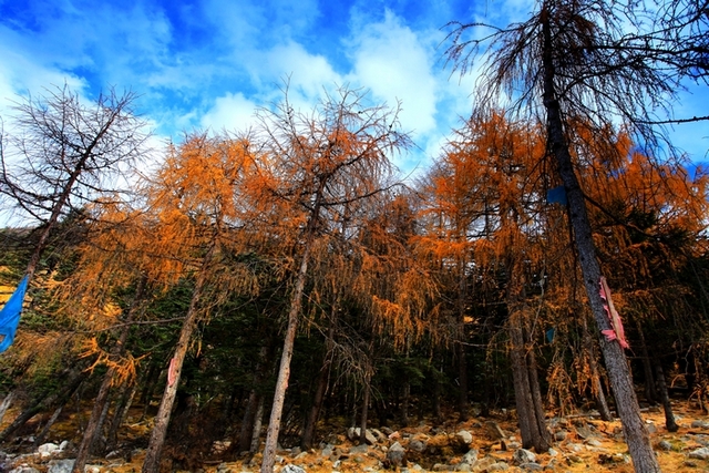 ��������ɫ