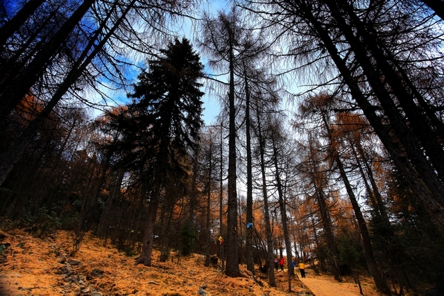 ��������ɫ