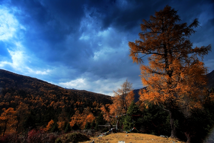 ��������ɫ