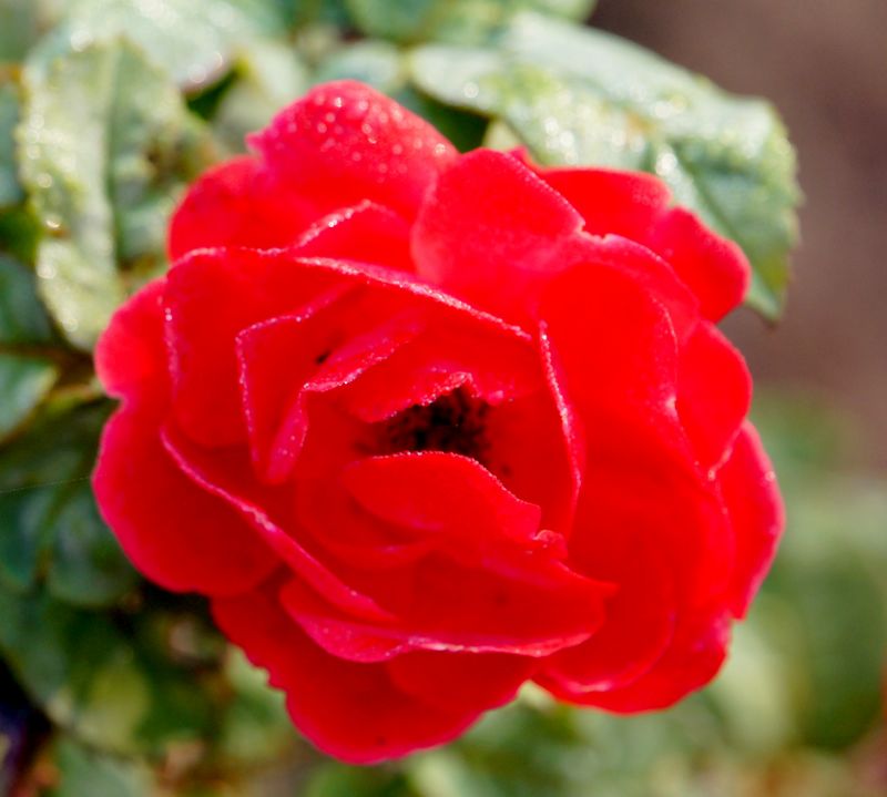 DSC07864 - ����.JPG