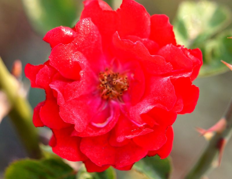 DSC07860 - ���� - ����.JPG