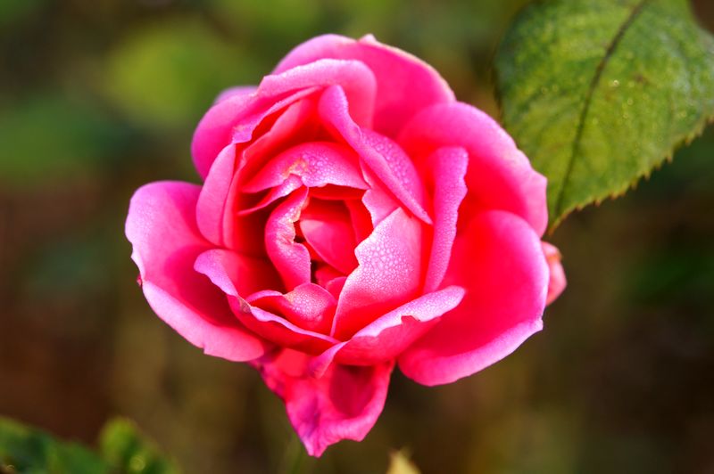 DSC07862 - ����.JPG