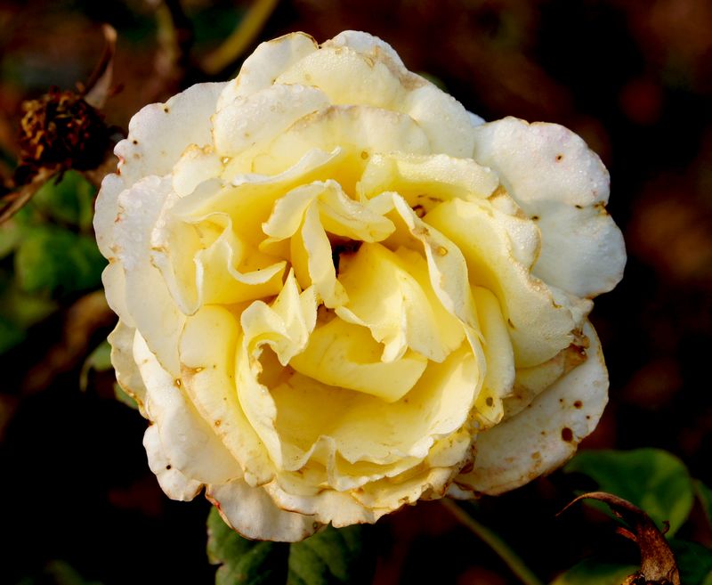 DSC07868 - ����.JPG