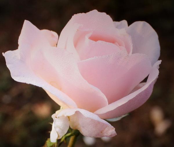 ��ʯ��԰2012.10.1 017.jpg