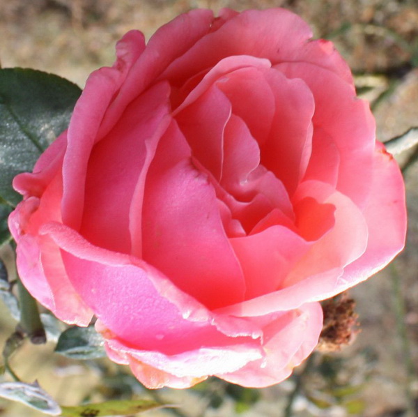 ��ʯ��԰2012.10.1 019.jpg