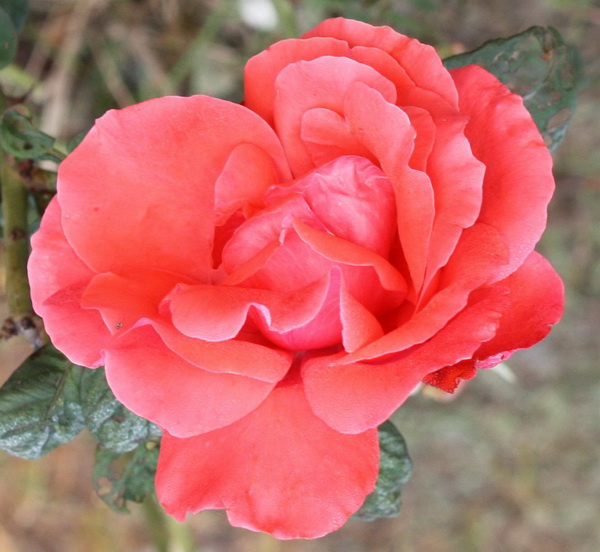 ��ʯ��԰2012.10.1 022.jpg