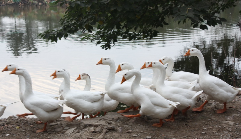 ̫��ʫ�� 012.jpg