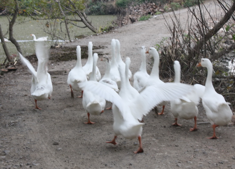 ̫��ʫ�� 013.jpg