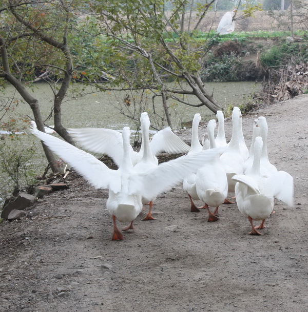 ̫��ʫ�� 014.jpg