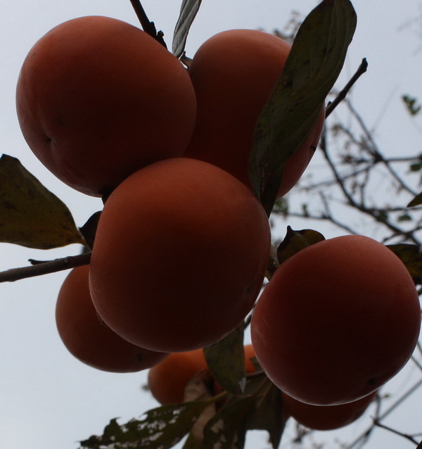 ̫��ʫ�� 024.jpg