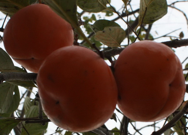 ̫��ʫ�� 027.jpg