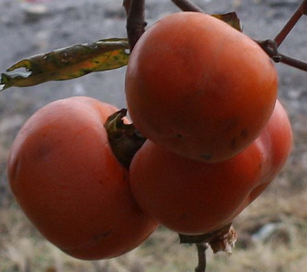 ̫��ʫ�� 030.jpg