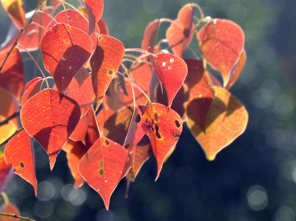 ��������Ҷ����