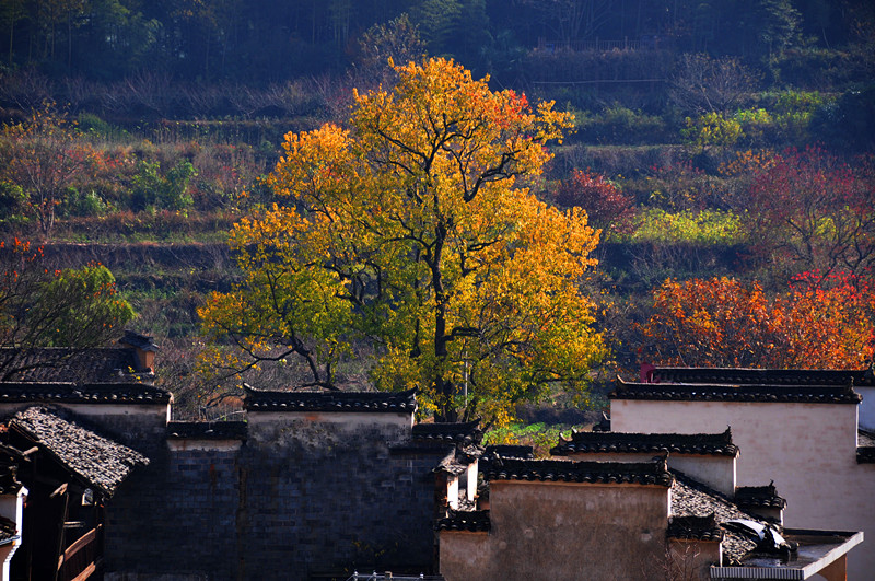 ������ɫһ