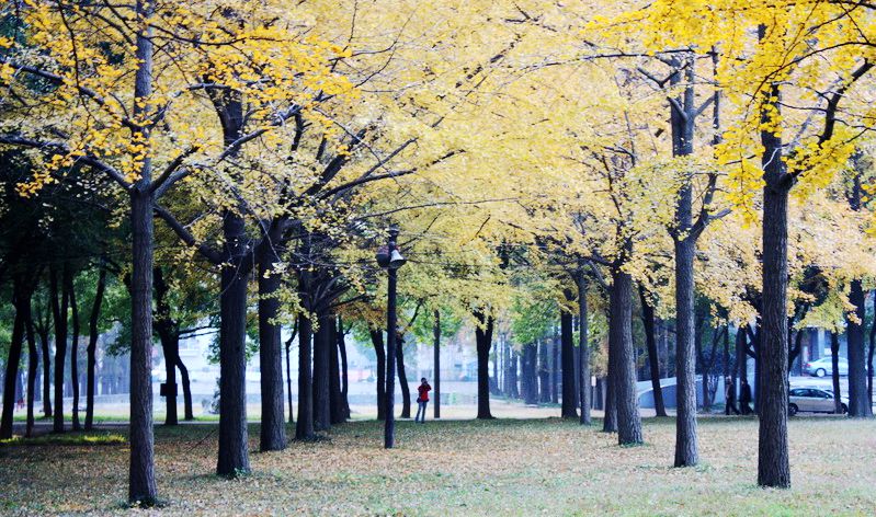 ����Ҷ 002.jpg