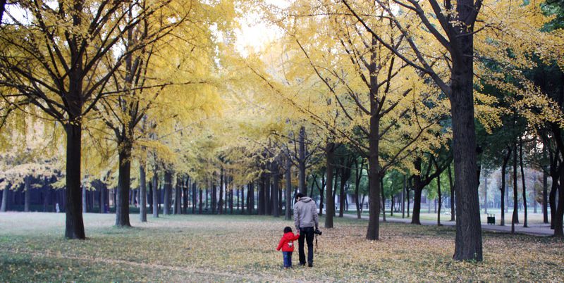 ����Ҷ 101.jpg