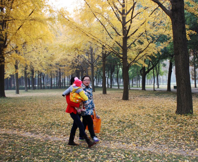 ����Ҷ 159.jpg