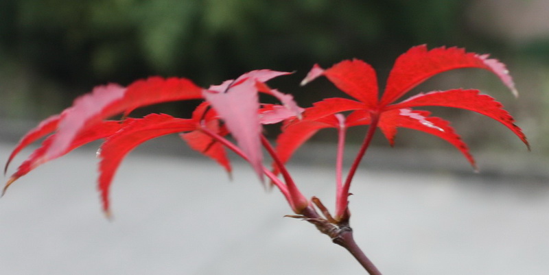 ����2012.11.24 020_conew1.jpg