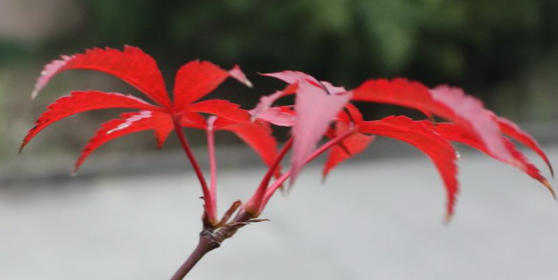 ���� ����2012.11.24 020_conew1.jpg