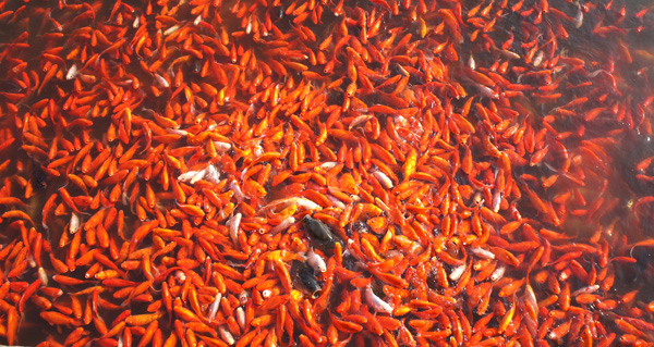 ���� (3) DSC04077.JPG