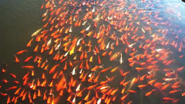 ���� (2) DSC04074.JPG