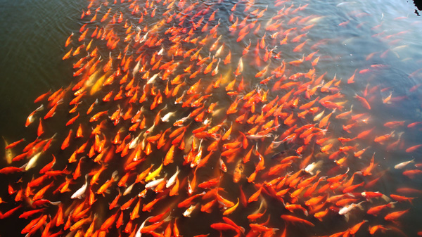 ���� (2) DSC04075.JPG