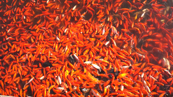 ���� (2) DSC04079.JPG