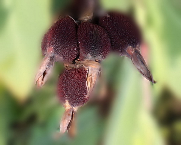 ����2012.11.24 166_conew2.jpg