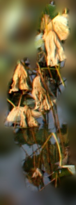 ����2012.11.24 150_conew2.jpg