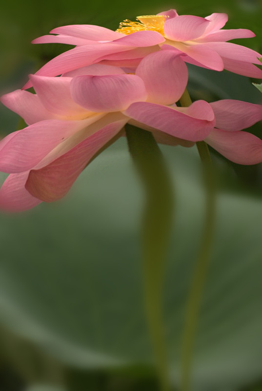 DSC09068_conew1 - ����_����.jpg