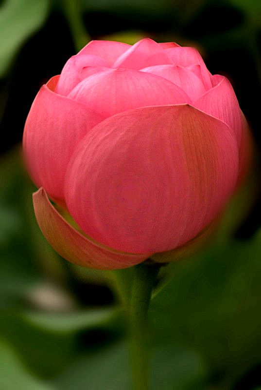 DSC09051_conew1 - ����_����_����.jpg