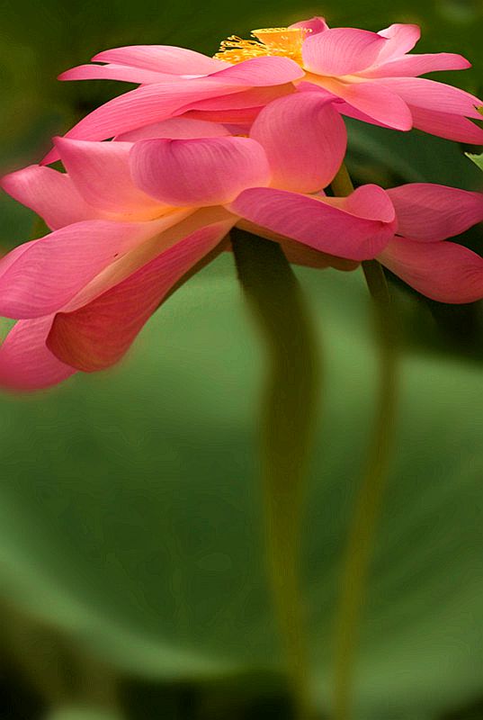 DSC09068_conew1 - ����_����.jpg