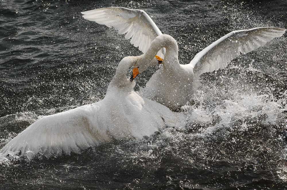 _DSC5390 ����.jpg