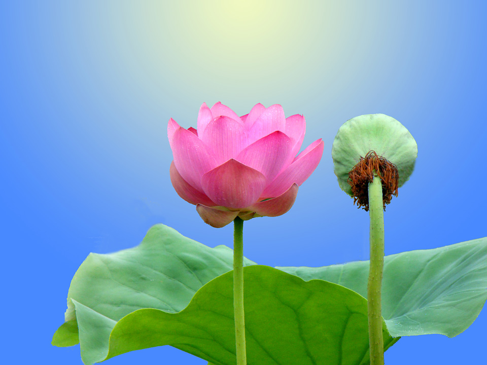 ���� DSC02594.JPG