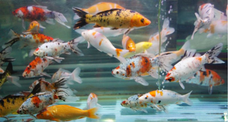 DSC09025 - ����.JPG