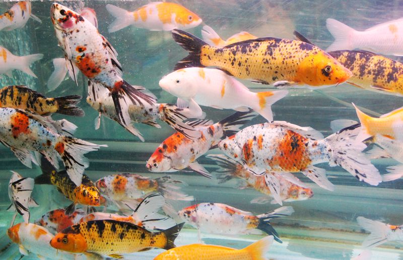 DSC09026 - ����.JPG