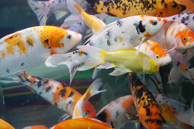 DSC09027 - ����.JPG