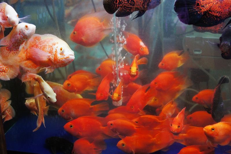 DSC09028 - ����.JPG