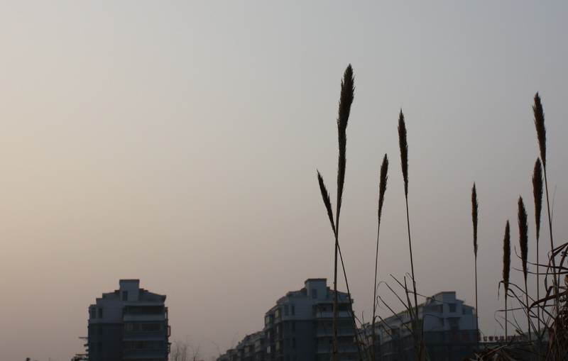 2013.1.8 083_conew1.jpg