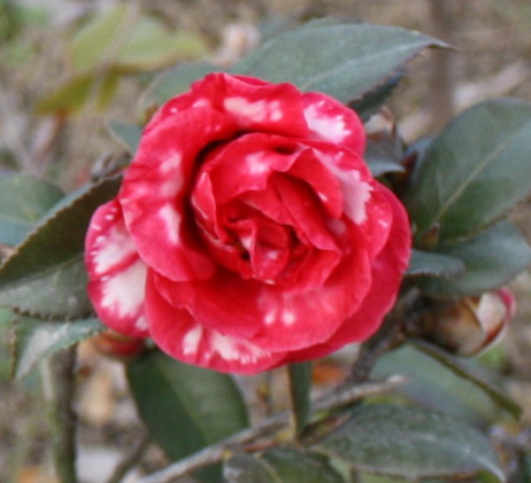 2013.1.8 033_conew2.jpg