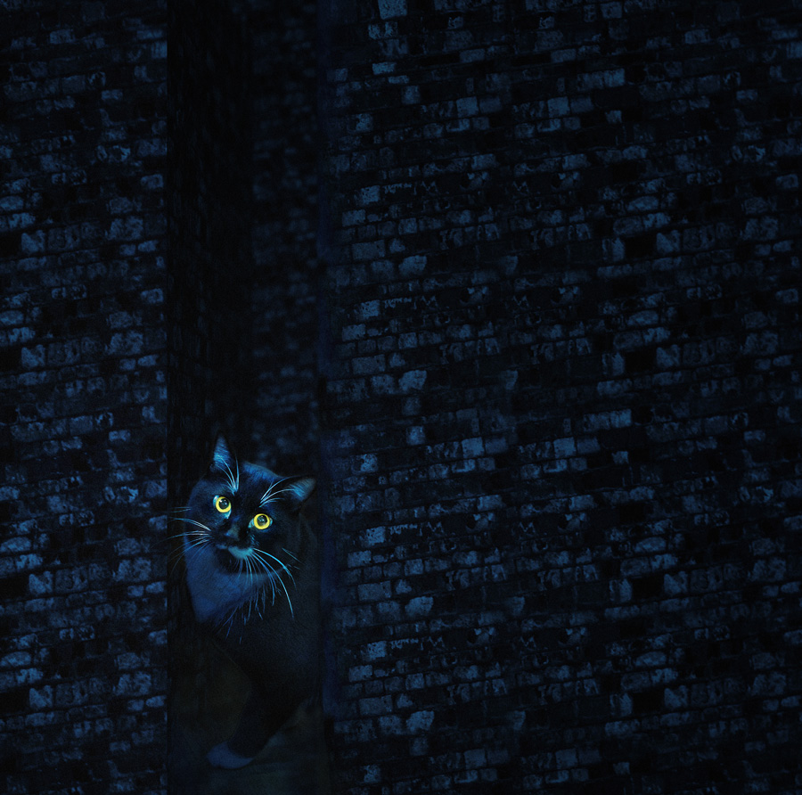 ������ҹ֮���顷������ɫ���ӹ�������Ϭ�� ����.jpg