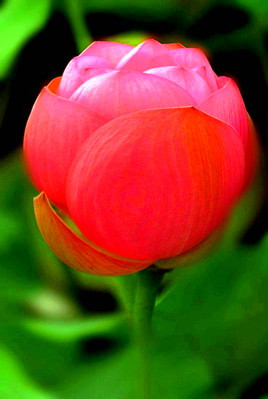 DSC09051_conew1 - ����_����_����_����.jpg