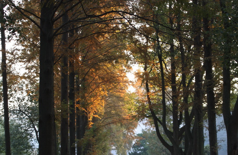 ����Ҷ 055_conew1.jpg