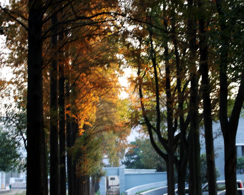 ����Ҷ 054_conew1.jpg