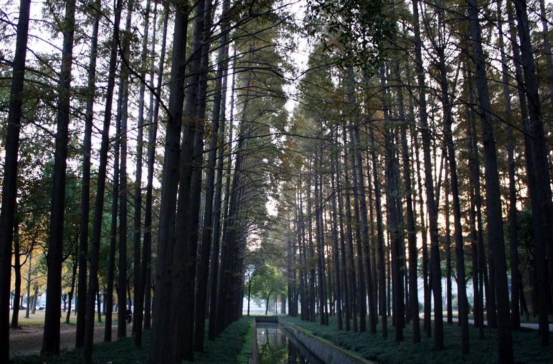 ����Ҷ 137_conew2.jpg