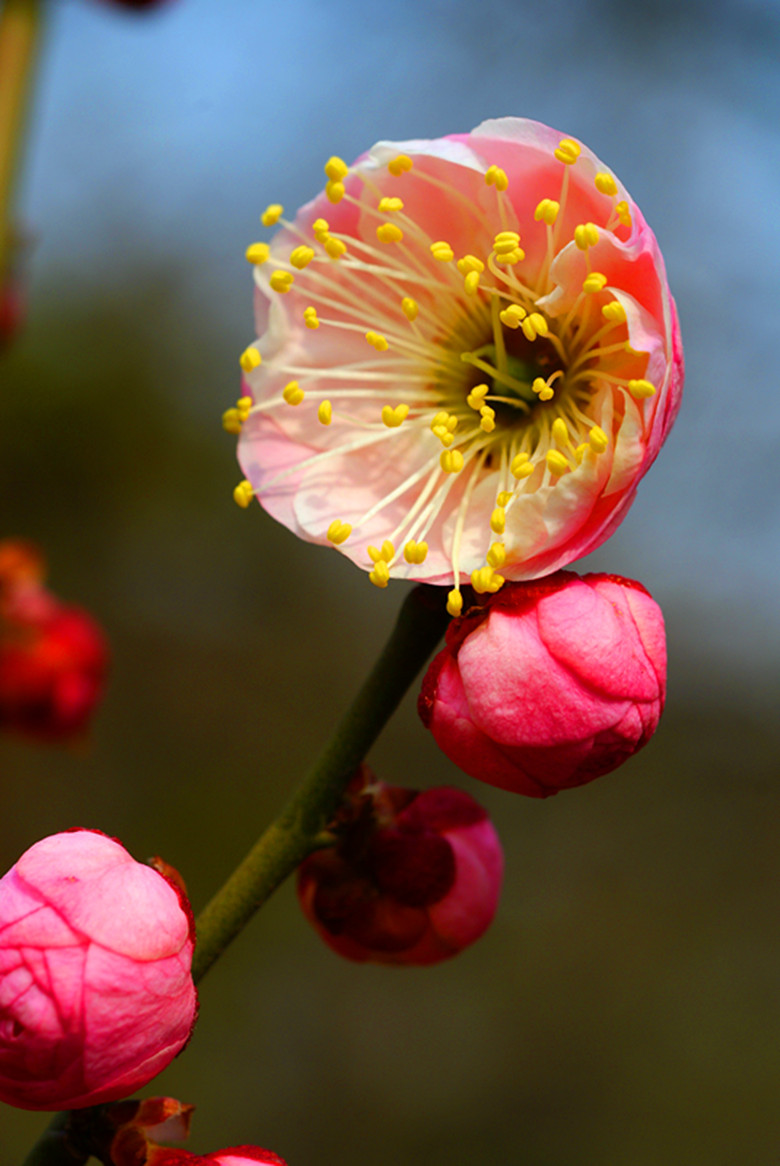 DSC03524_���� - ����.jpg