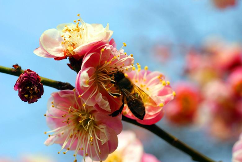 DSC03522_���� - ����.jpg