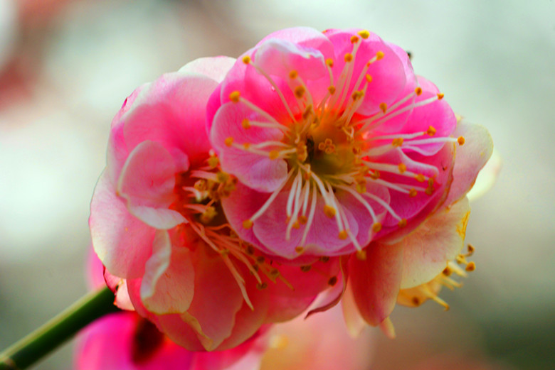 DSC03523_���� - ����.jpg